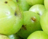 Health Benefits of Amla | Benefits of Amla | Amla Health Benefits